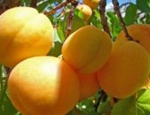 Абрикос Орлик Ставрополья: особенности сорта, посадка и тонкости ухода